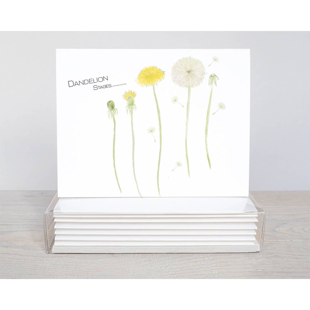 All the five stages of a dandelion on note cards