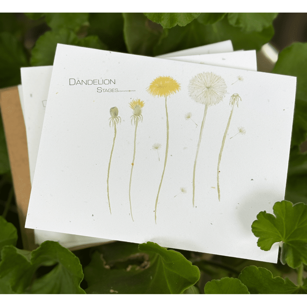 dandelion stages notes